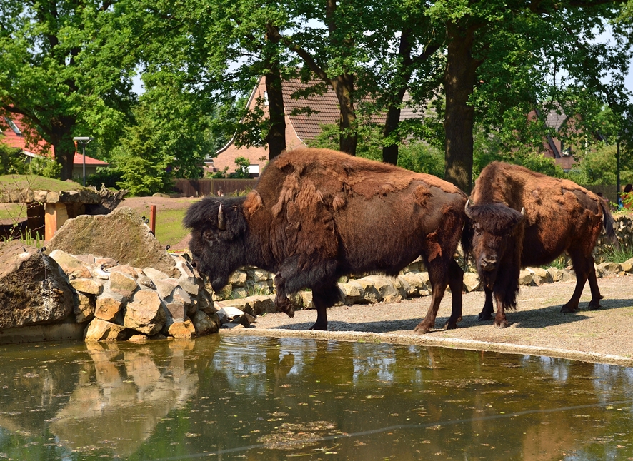 Dierentuin Nordhorn