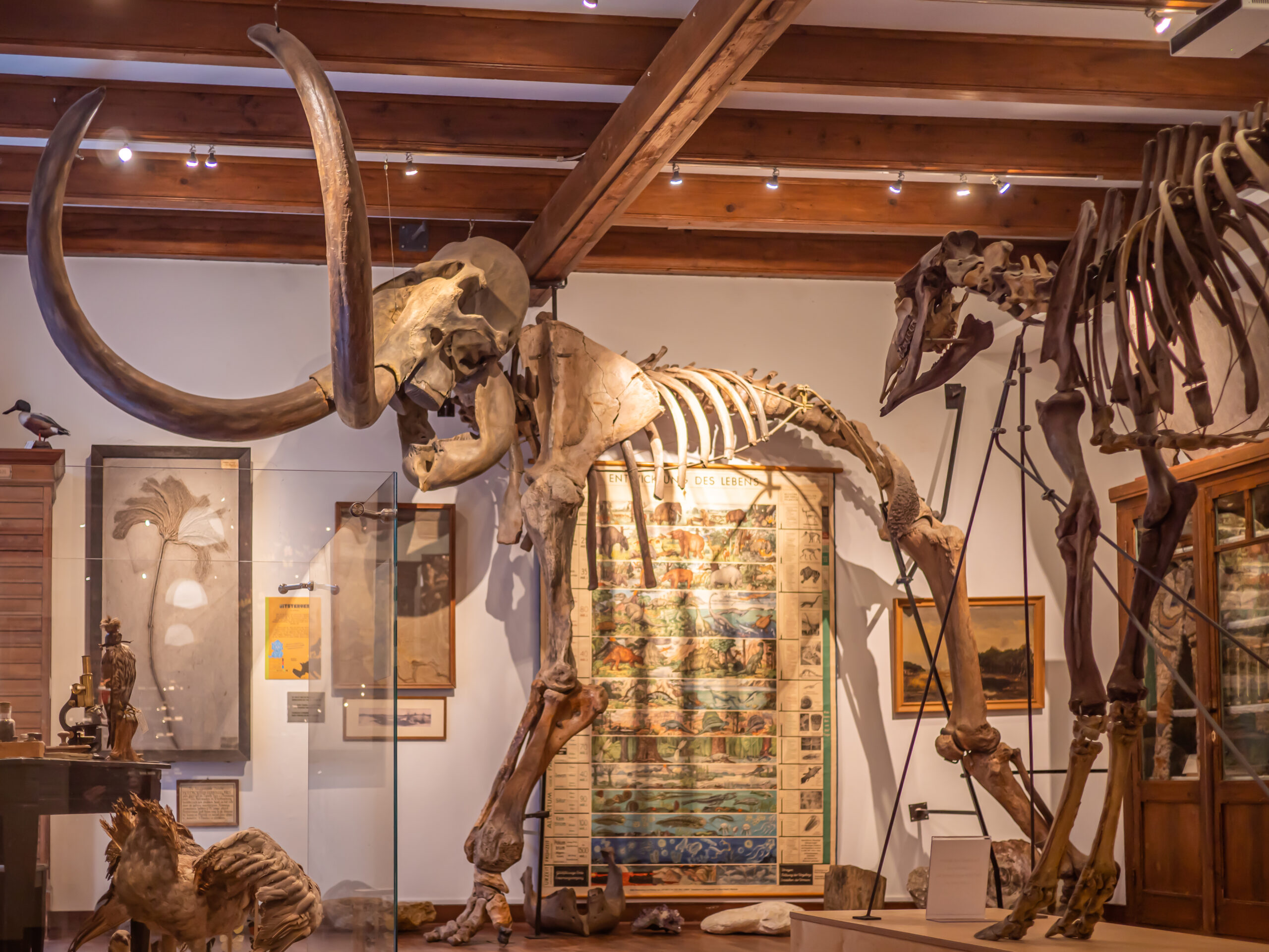 Museum Natura Docet